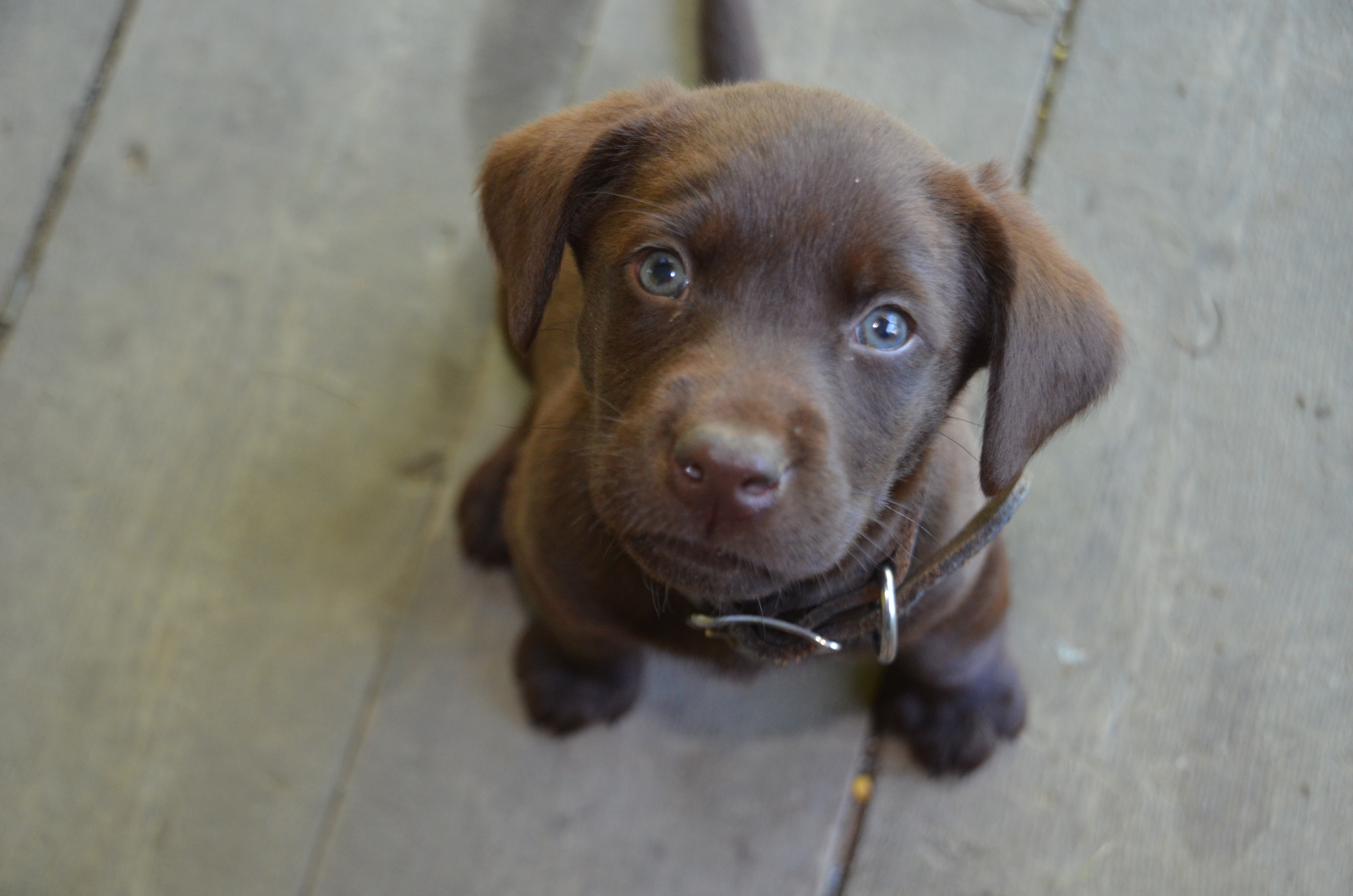 Advice if buying a puppy nidirect