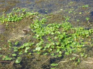 floating pennywort