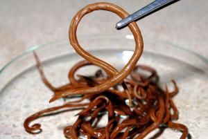 stomach worms in poop