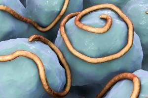 Computer illustration showing threadworms in the gut Computer illustration showing threadworms in the gut