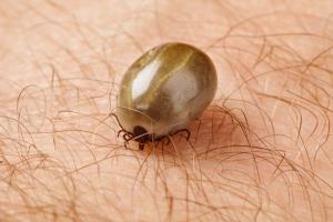 Swollen tick feeding on human skin