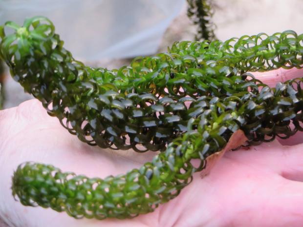 Curly waterweed