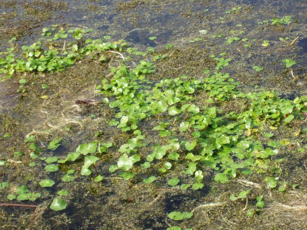 floating pennywort