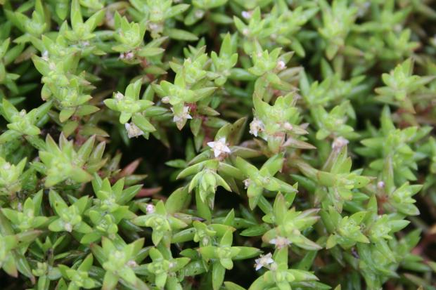 Image of New Zealand Pigmyweed