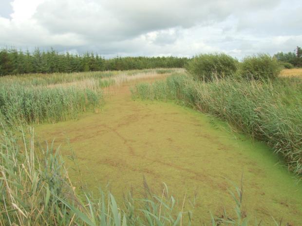Water fern infestation Image of water fern infestation